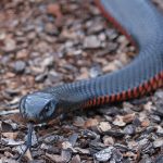 serpent-ventre-rouge