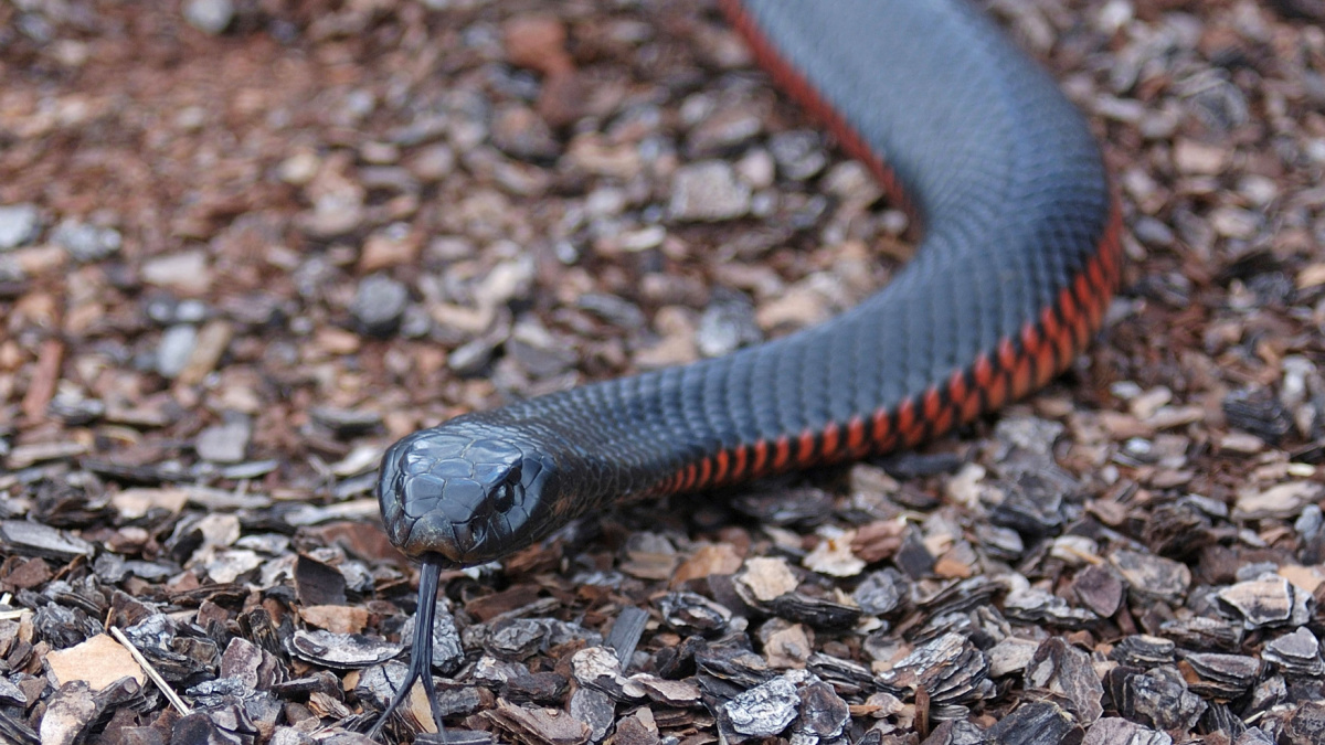 serpent-ventre-rouge
