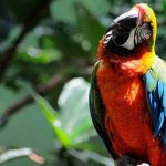 perroquet