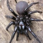 australie-animaux-venimeux