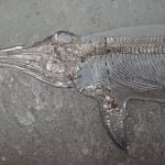 dauphin-prehistorique