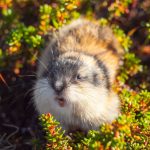 lemming