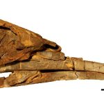 poisson-extraterrestre