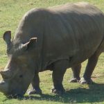 rhinoceros-blanc