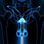 testicules laboratoire