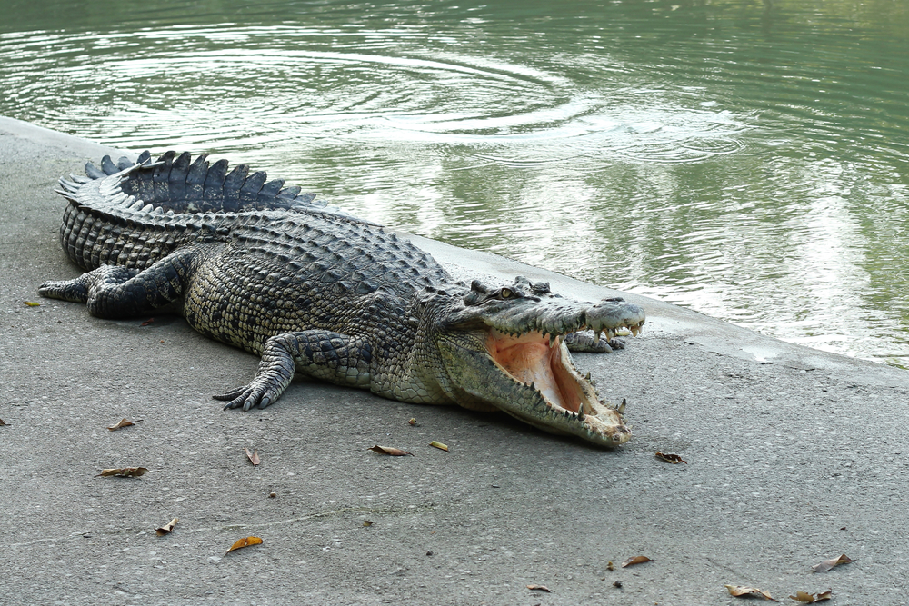 crocodile