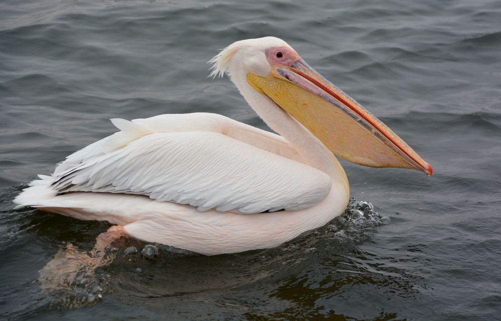 pelican