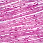 antibiotiques cellules cardiaques