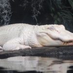 alligator-blanc