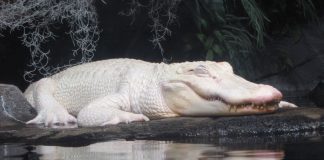alligator-blanc