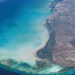 alligators-crocodiles