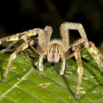 araignee-errante-bresilienne
