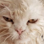 chat-produit-chimique