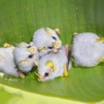 chauves-souris-blanches