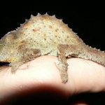 especes-iles-afrique