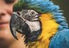fievre-perroquet