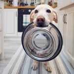 Labrador Retriever sable tenant une gamelle en métal dans la bouche, regardant fixement l’objectif