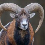 mouflon-geant