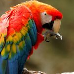 perroquets