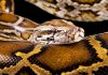 python-birman