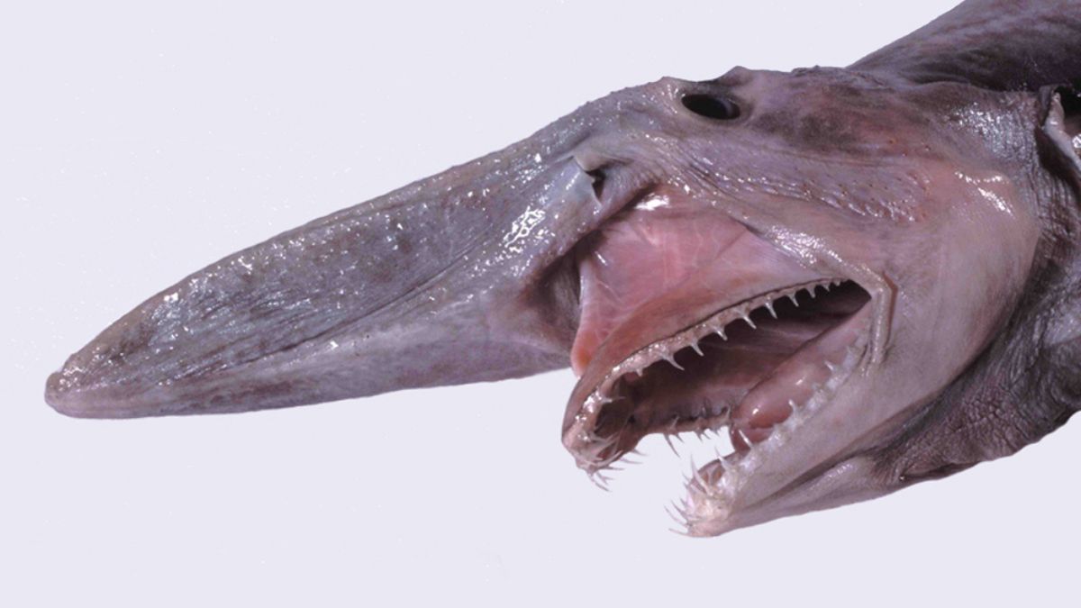 requin-lutin