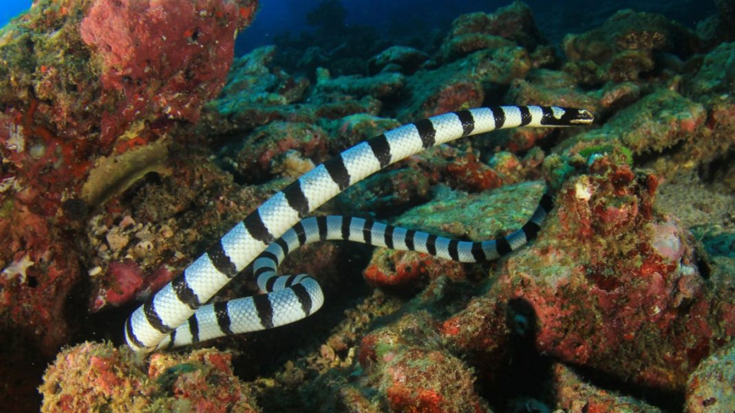 Regardez ce serpent de mer régurgiter une grosse murène dans cette vidéo — free download