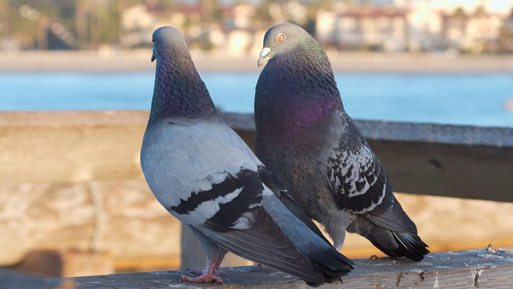 pigeons