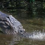 alligator-penis