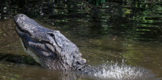 alligator-penis