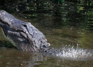 alligator-penis