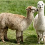 Alpagas