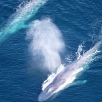 baleine-bleue-danse-nuptiale