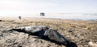 cadavre-baleine