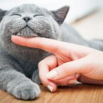 chat-langage-caresse