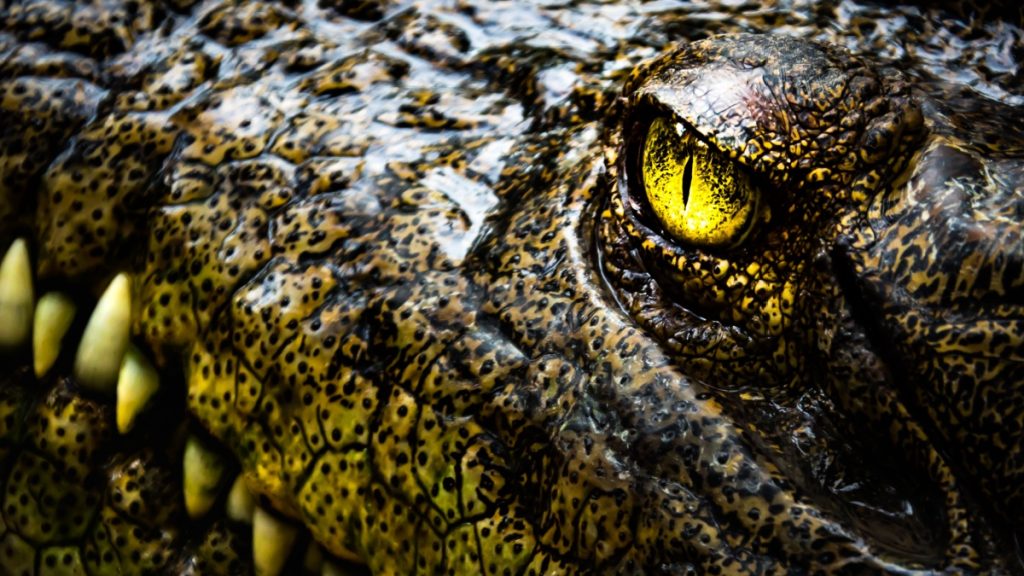 crocodile-australie