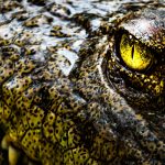 Un crocodile en Australie