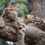 panthère-nébuleuse