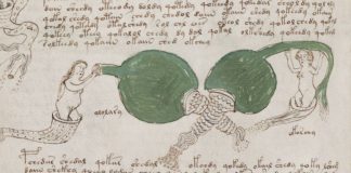 manuscrit voynich