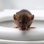 rat-toilettes