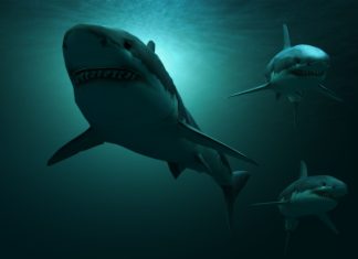 requin-prehistorique