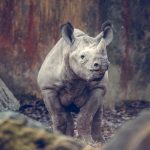rhinoceros-blanc