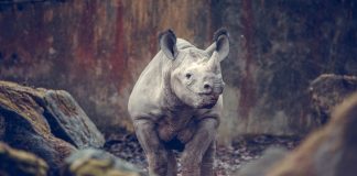 rhinoceros-blanc