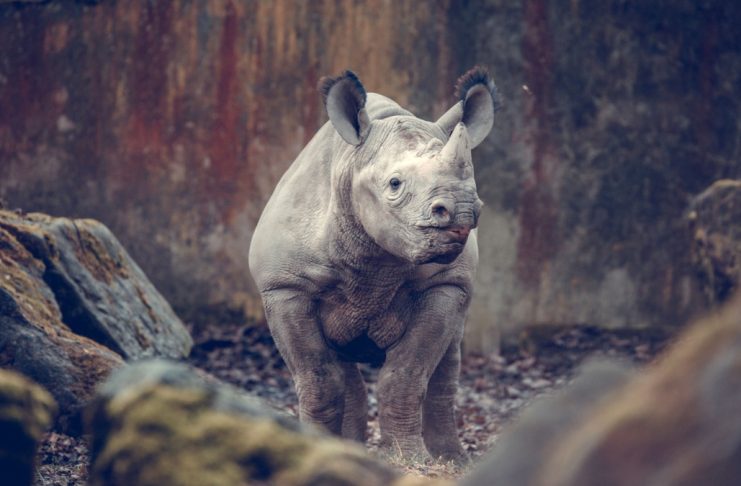 rhinoceros-blanc
