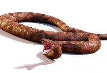 serpent-gigantesque