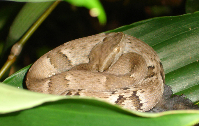 Serpent Venimeux