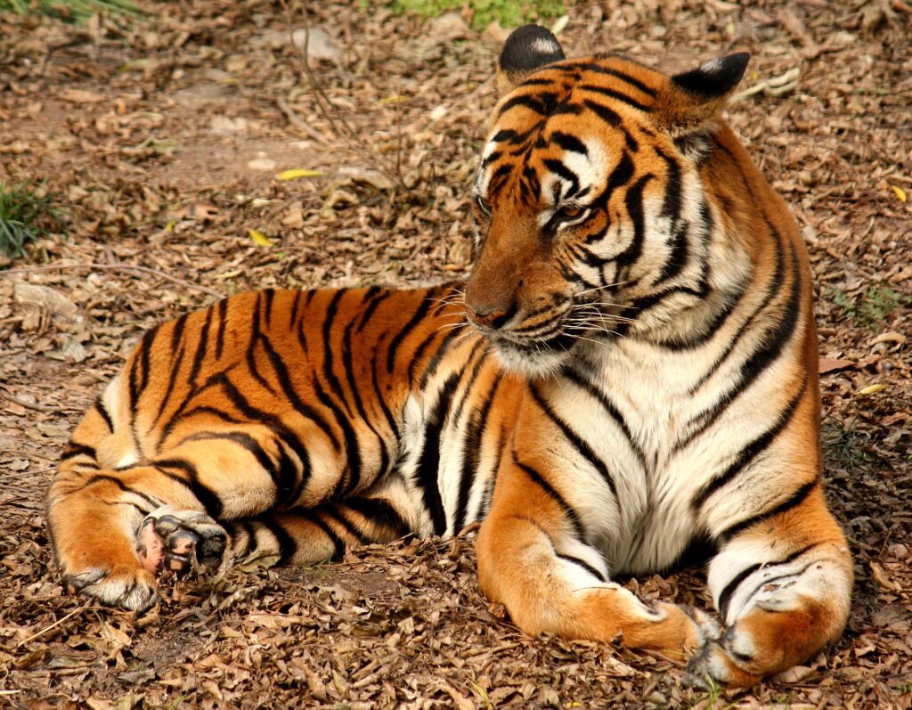 Tigre Chine