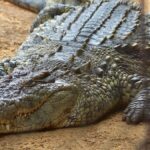 Alligator Cloture