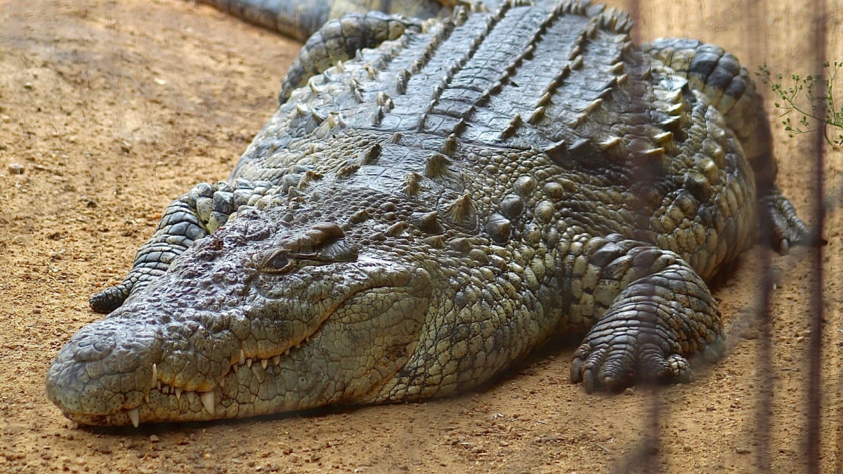 Alligator Cloture