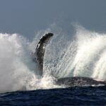 Baleine Explosion