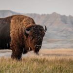 Bison
